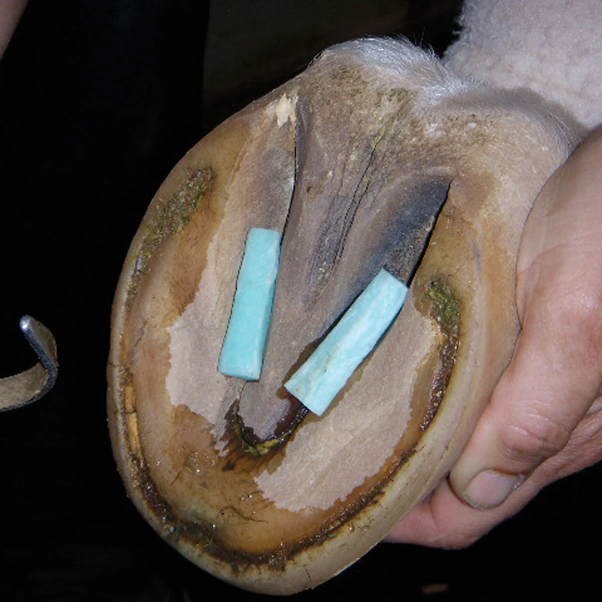 Veterinary Preference Thrush Pads 2 Veterinary Preference Thrush Pads - Image 2