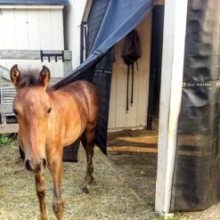 Kool Kurtains Panels -Riding Outfit 26929 foal